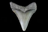 Juvenile Megalodon Tooth - Georgia #75368-1